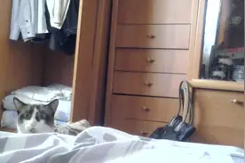 喵星人玩躲猫猫好会演，紧张气氛满点！图片