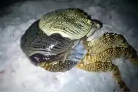 实拍螃蟹脱壳全过程，难得一见的场景，让人叹为观止图片