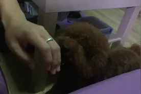 小萌犬和主人玩闹，张大嘴露出小尖牙吓唬主人，怎么样怕了吧图片