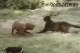 狗狗跟随主人打猎，遇到一头黑豹，狗狗直接冲上去了！图片