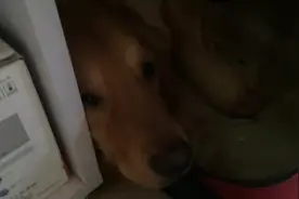 被主人赶到笼子里的金毛犬，觉得太憋屈了，主人说话，也不搭理了图片
