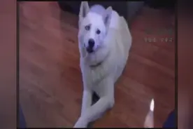 当会手语的哈士奇碰上二货主人，肺都快气炸了图片