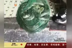 做菜做出“祸”-厨师杀眼镜蛇 致使眼镜蛇毒液射入眼视频封面