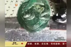 做菜做出“祸”-厨师杀眼镜蛇 致使眼镜蛇毒液射入眼视频封面