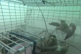水底实拍虾笼捕虾过程，原来是这个原理，龙虾钻进去就出不来了图片