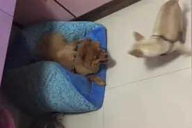 狗狗最喜欢和小伙伴一起玩，闹起来都不带休息的，竟然还无视主人图片