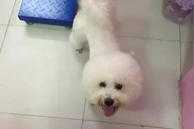 狗狗特意把球球叼到嘴里，催促主人赶紧回家，为什么主人还不走咧图片