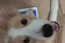 亲测！狗爪子也能愉快的玩游戏吗？让狗狗告诉你答案图片