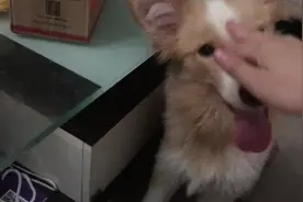 主人实拍如何教狗狗握手，如果你家狗狗够聪明的话，一学就会哦图片