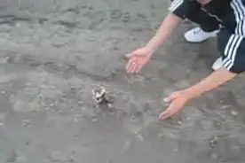 这只仓鼠看起来很萌，可它接下来的行动，可能会吓得你落荒而逃图片