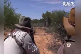 实拍一群猎人追踪射杀一只狮子，狮子倒地后他们的举动让人恶心!图片