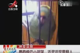 鹦鹉要逆天..太逗了！图片