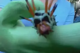男子后院发现超大毛毛虫 头上长角外表吓人，变异了吗？视频封面