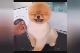 瞧你笑的那贱样儿！剪个毛把你乐的。哈哈哈~图片