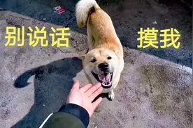 主人放假回家，中华田园犬阿黄竟没认出来，前后反应让人哭笑不得视频封面