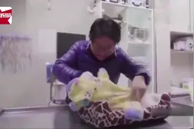 18岁狗狗患病实行安乐死，主人含泪与爱犬做最后的告别视频封面