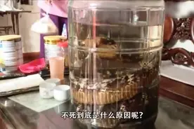 为什么毒蛇泡酒里3年都不死？这一刻傻眼了！视频封面