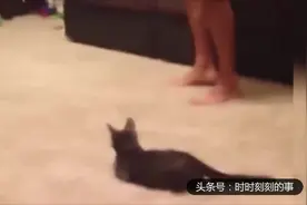 逗B猫咪一惊一乍的，还撞墙！视频封面