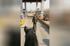 马车能上路就不错了，还想上高速！兄弟你开玩笑呢视频封面