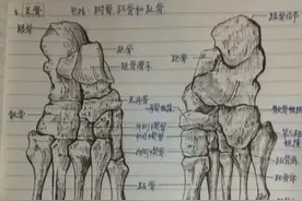 军校学霸再出手：手绘骨骼图图片
