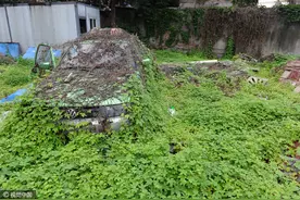 成都闹市暗藏“汽车坟墓”，爬山虎爬成车衣！图片