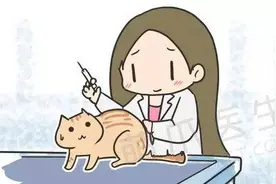 免疫专题Ⅱ：猫咪疫苗怎么打，才能起到最佳保护力？图片