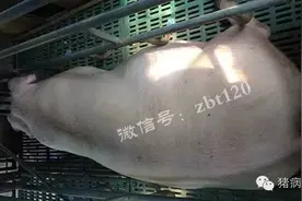 夏季来临，全面解析母猪产前不食的原因及防治方案图片