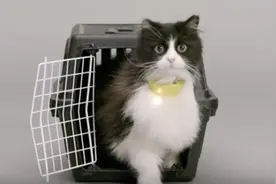 每日一荐:铲屎官专属 这项圈能翻译猫语图片