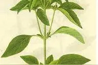 九层塔是什么菜？功效和作用是什么？图片