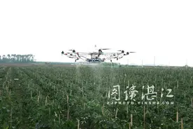 遂溪农田上空现无人机喷农药“神器”图片