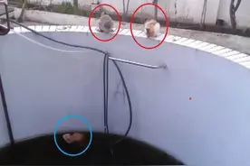 小猫咪掉进水池，好心人拿来梯子，一旁的两个喵星人居然做这种事图片