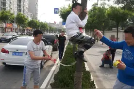 山东新郎被绑树，屁股上放鞭炮图片