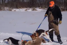 探索北美最凶猛猎犬，可直接秒杀野狼！图片