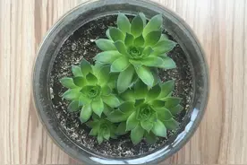 我亲爱的莲莲们图片