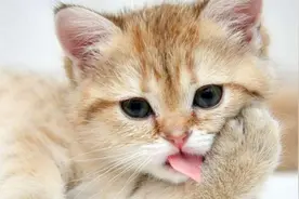 你知道猫咪各种肢体语言背后的深意不，快来涨一下小知识吧图片