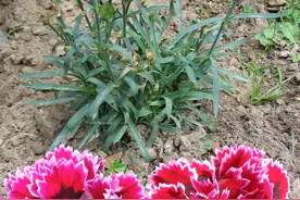 香石竹：母亲节的爱意花朵图片