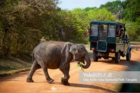 斯里兰卡雅拉国家公园的探险之旅图片