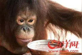 超可爱！红毛猩猩约游客一起喝“腊八粥”图片