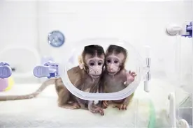 世界首只克隆猴在中国出生图片