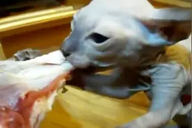 贪吃的猫！咬上一块牛肉，拉都拉不动，主人也是无奈啦