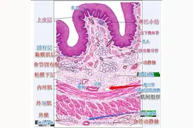 食管表浅癌学习笔记 part1图片