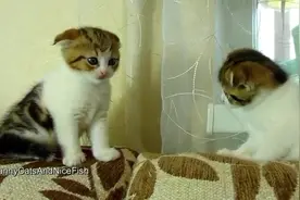 萌你一脸的双胞胎小猫！视频封面