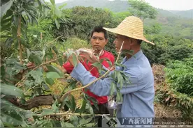 邕宁南弼村试点荔枝高位嫁接 探索产业脱贫新道路图片