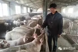 技术猪场巡栏两个关键时间点，千万别错过了图片
