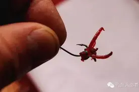 巧避小鱼，最佳红虫使用秘法！图片