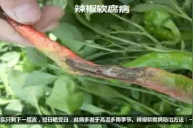 辣椒种植技术：辣椒有哪些病害？视频封面