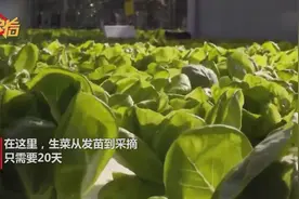 北京每天吃掉2万吨蔬菜，在这里生菜20天就能长成！快看视频封面