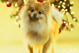 教你如何选购一只合意的博美犬图片