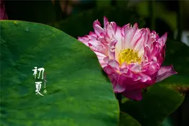 晴日暖风生麦气，绿阴幽草胜花时。图片