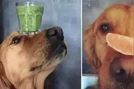 金毛犬的神技能超强平衡能力，你家的狗狗get了吗图片